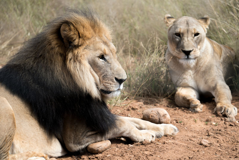 野生动物园里的两只狮子