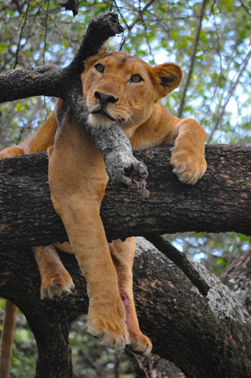 一只母狮在一棵树上放松