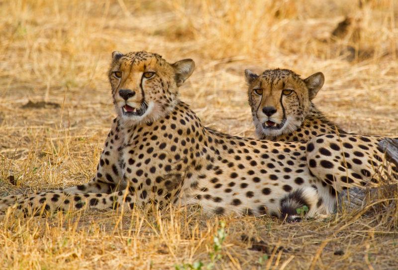 平原上两只猎豹