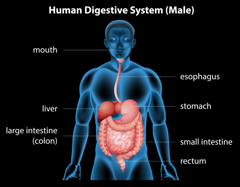 消化系统图片-黑色背景上的矢量男性消化系统素材-高清图片-摄影照片-寻 