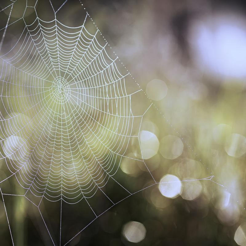 蜘蛛网图片 透明的蜘蛛网素材 高清图片 摄影照片 寻图免费打包下载