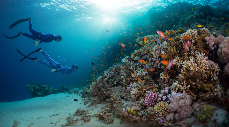两个潜水员在海中探索珊瑚礁