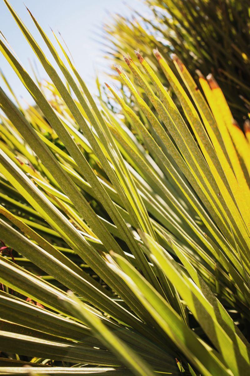 植物自然阳光下用高光阴影和阴影