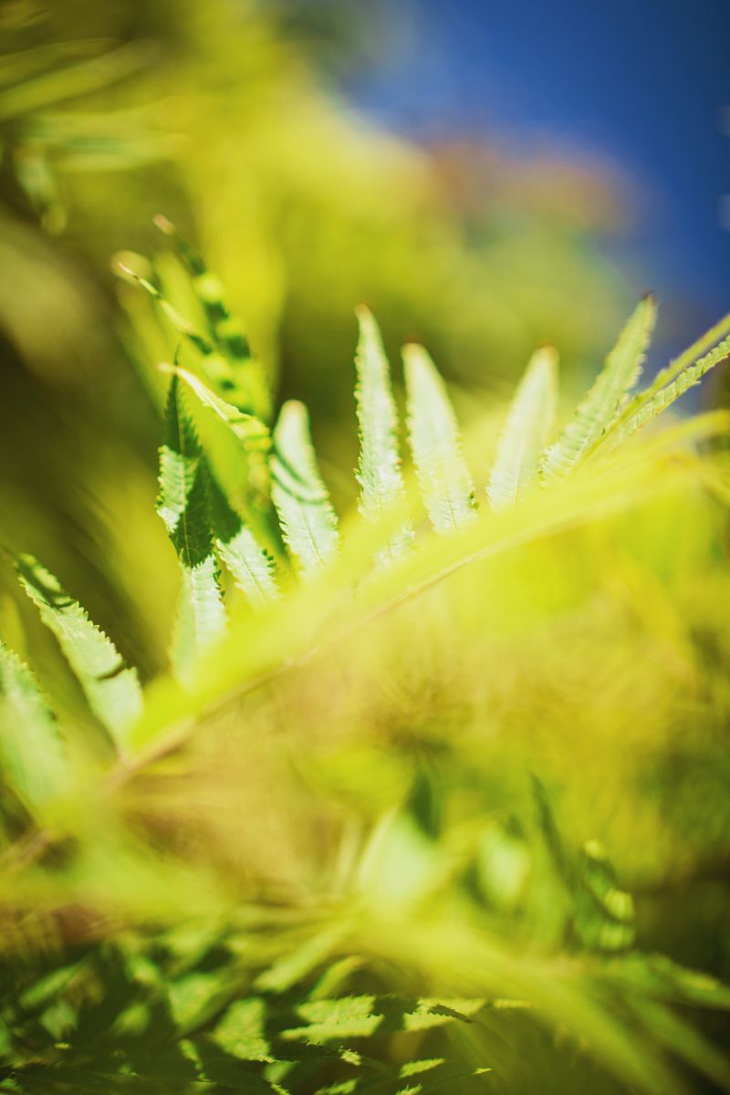 自然绿色植物景观图片 日光下花园中绿茶叶子的自然观素材 高清图片 摄影照片 寻图免费打包下载