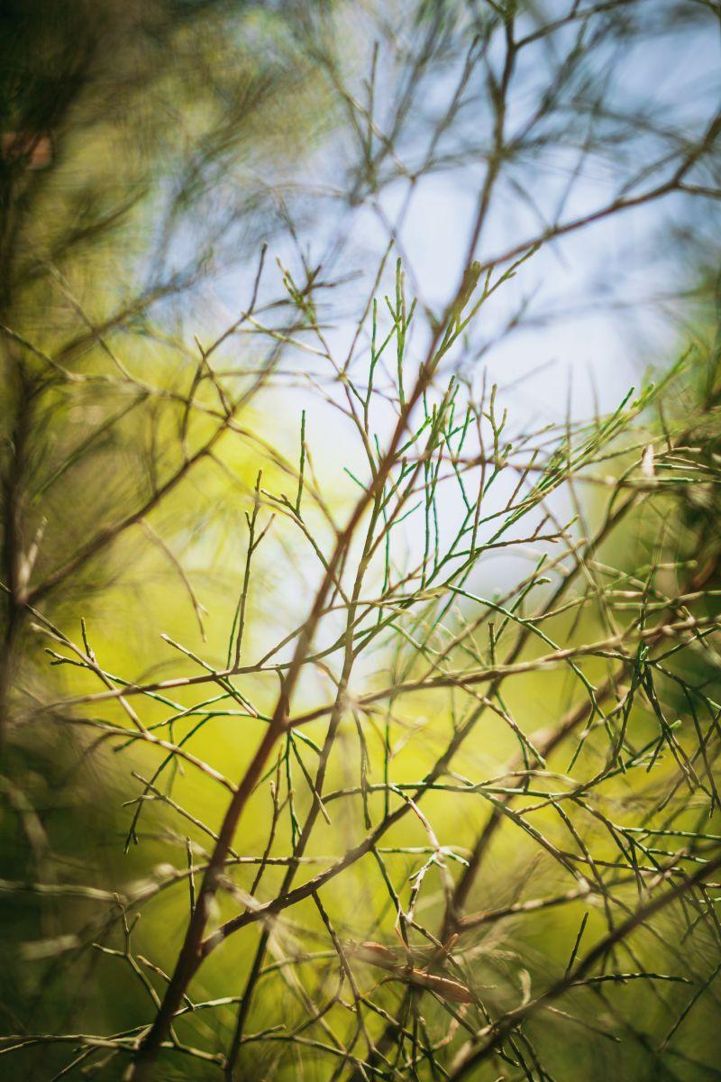 柳树上的阳光