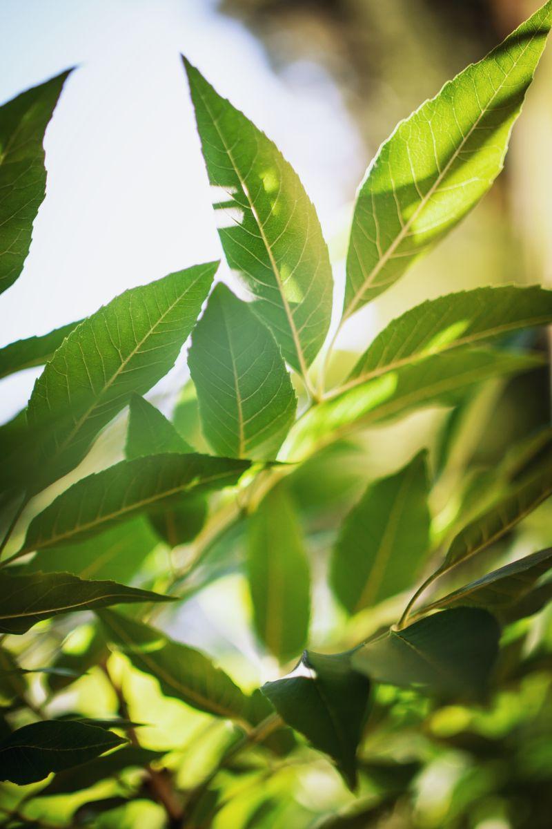 阳光下绿色的叶子