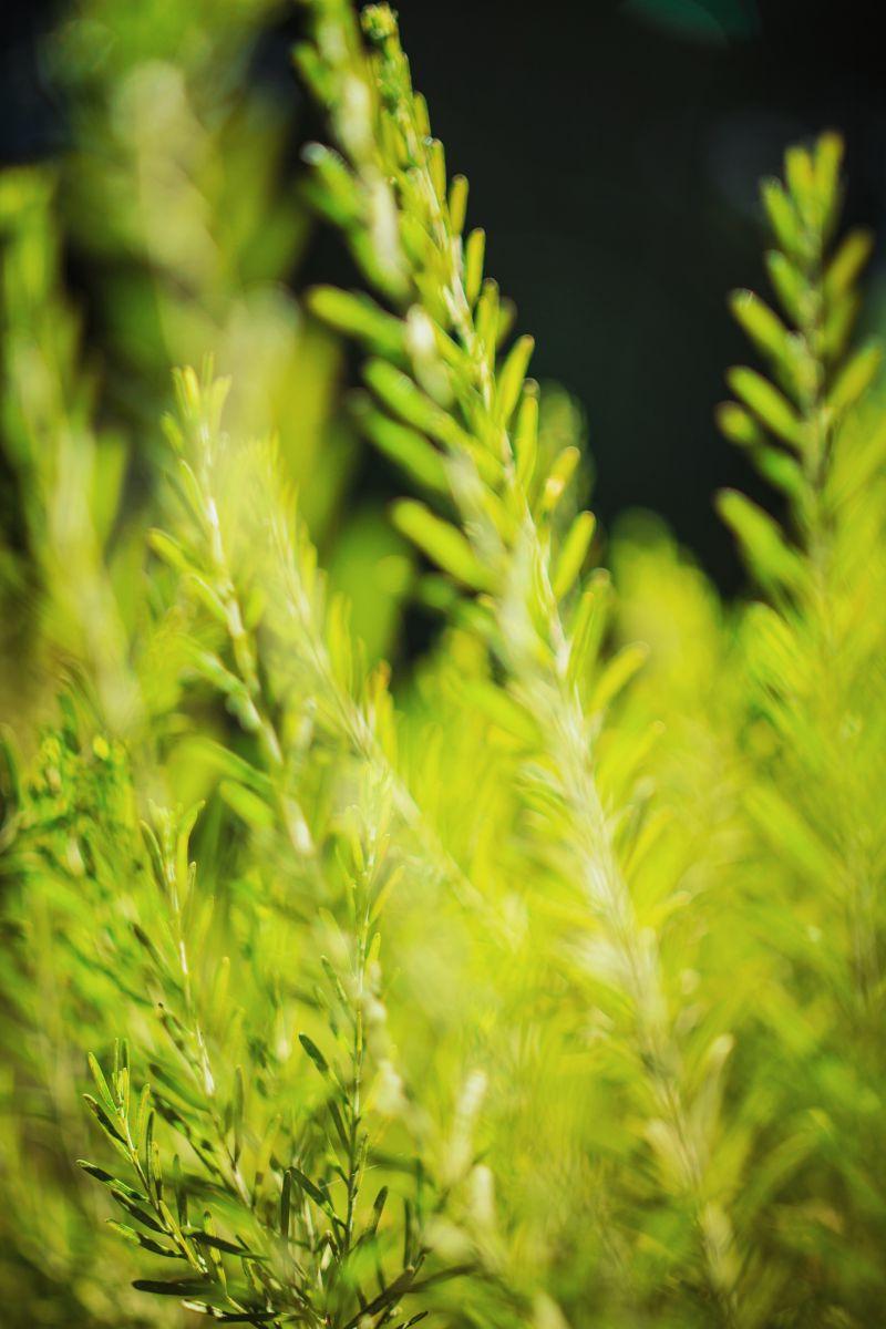 一束鸵鸟蕨类植物