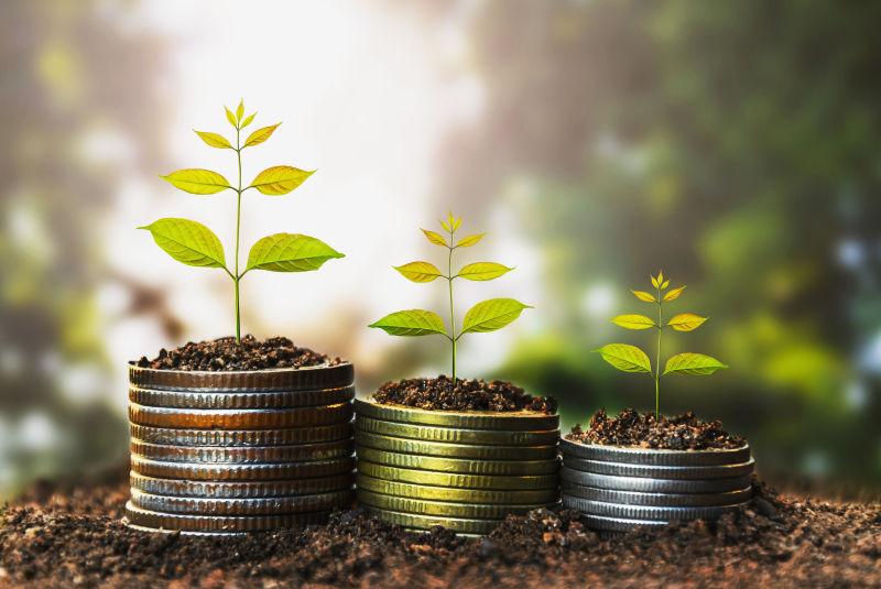 硬币硬币上的树生长