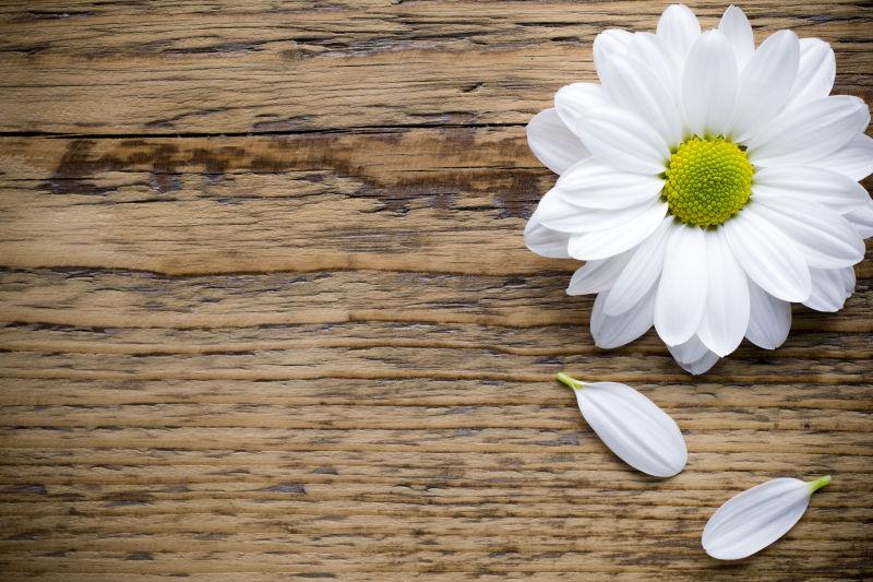 老旧木纹理上的美丽的白色洋甘菊