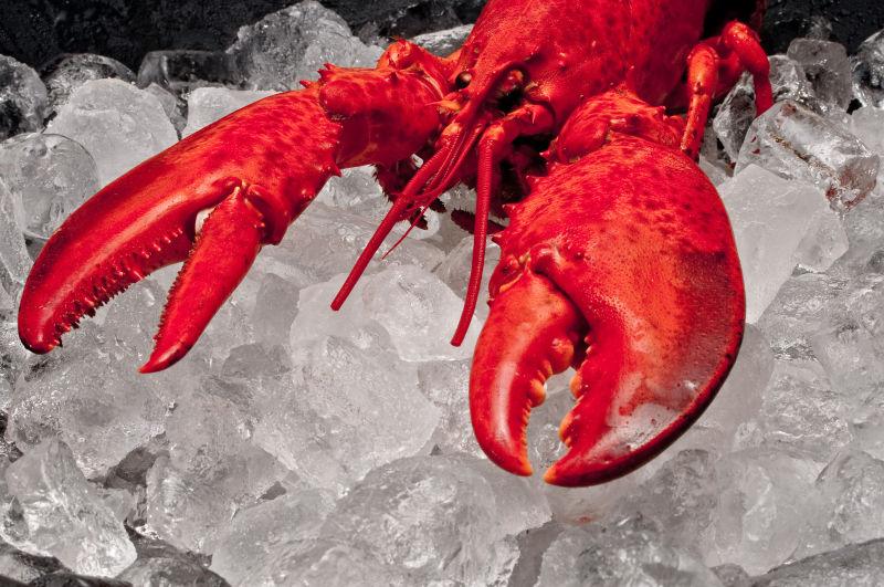 冰块上的红色龙虾