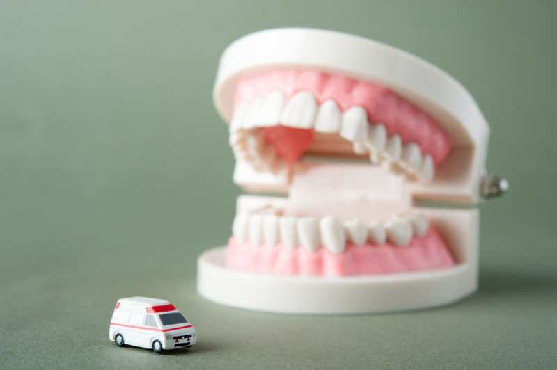 假额牙齿模型