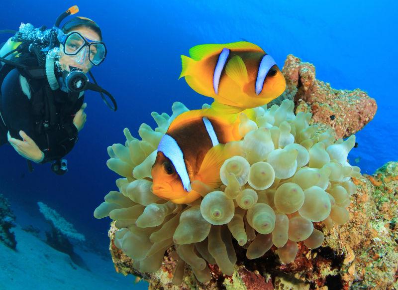 观察小丑鱼的女潜水员