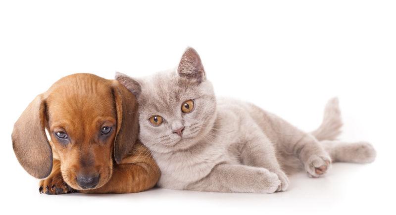 靠在狗狗身上的宠物猫