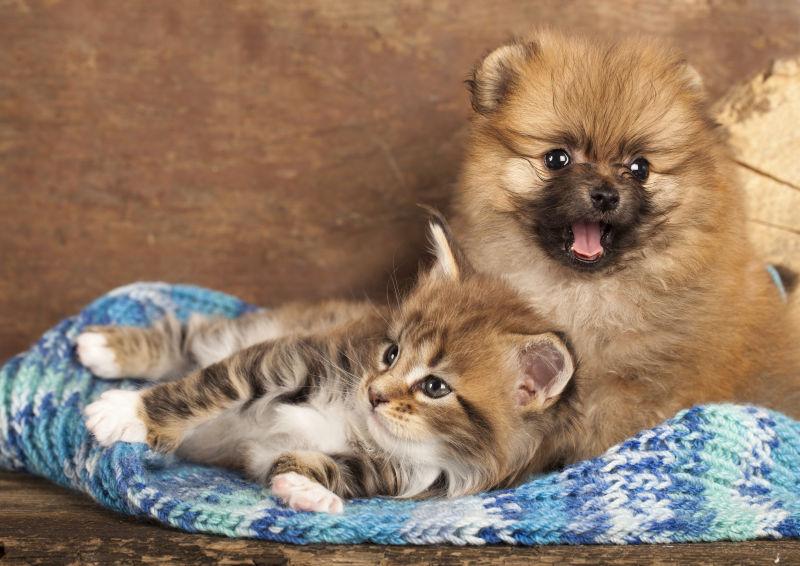 可爱的宠物图片-圣诞树下的宠物狗和宠物猫素材-高清图片-摄影照片-寻