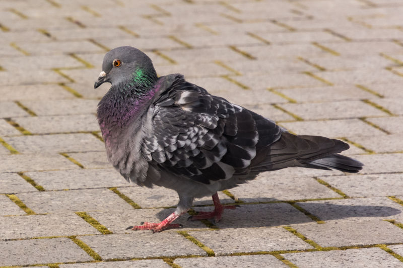 一只杂乱的鸽子走在街上