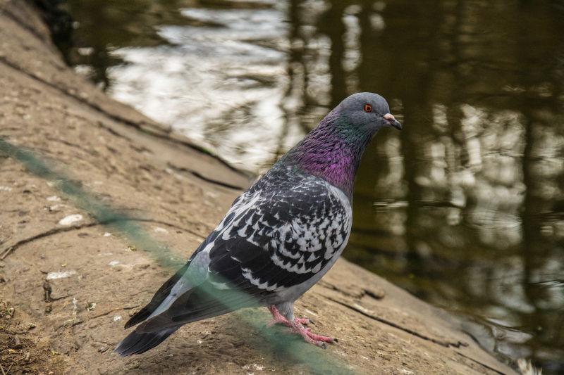 一只灰色的鸽子站在河的边缘