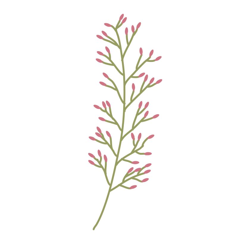 粉色的花蕾绿枝