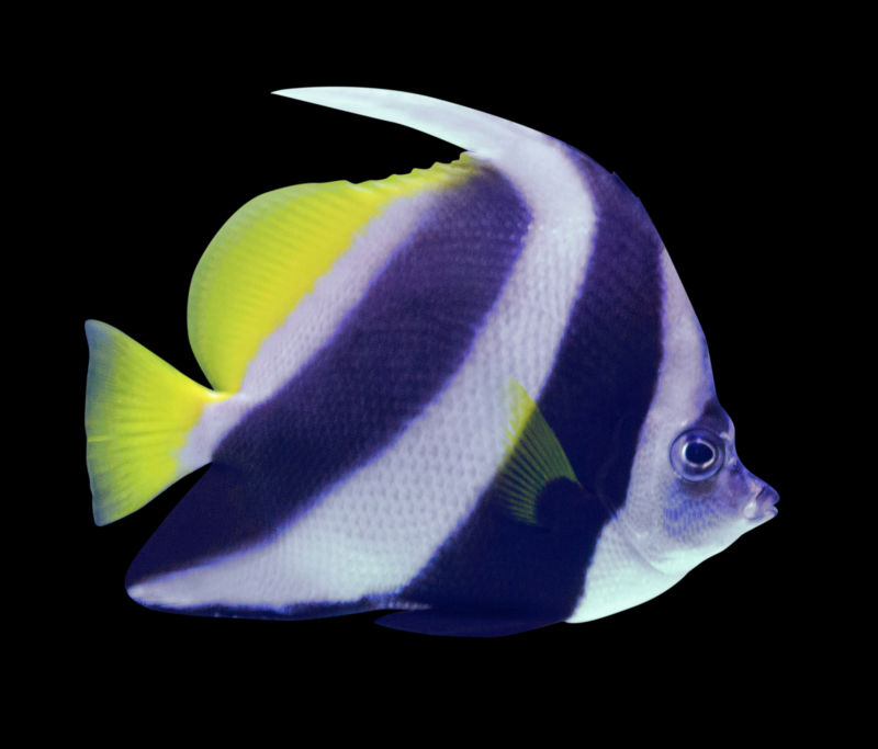 黑色空间里的热带鱼