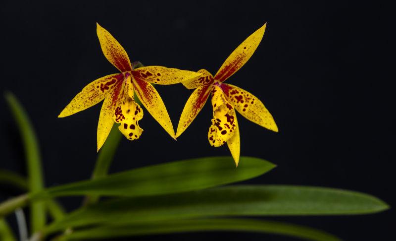 卡特兰兰花“雀斑”