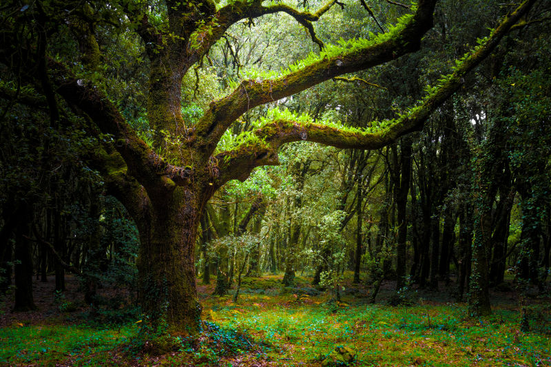 童话森林里的大树