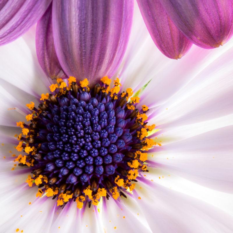 非洲菊的紫色花宏图片 粉色非洲菊的紫色花宏素材 高清图片 摄影照片 寻图免费打包下载