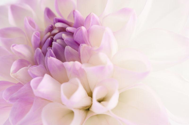 白色的紫罗兰花