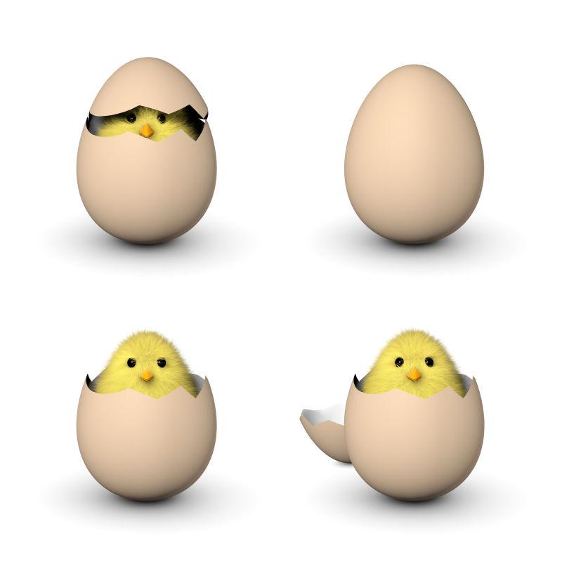 毛茸茸的黄色小鸡从蛋壳里窥视