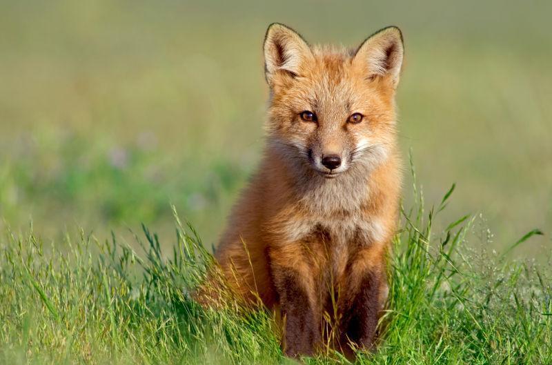 草原中的野生狐狸