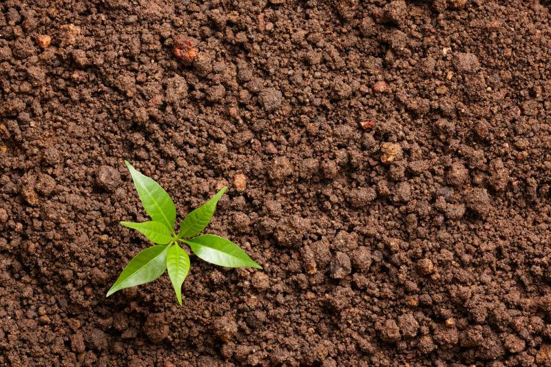 小植物在复制空间中生长