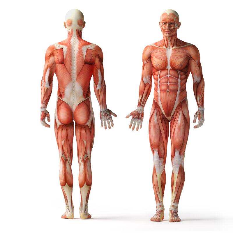 肌肉图片 人体解剖观素材 高清图片 摄影照片 寻图免费打包下载