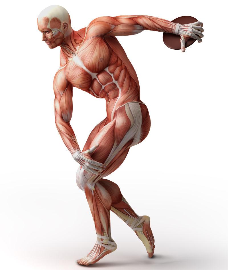 解剖学的肌肉