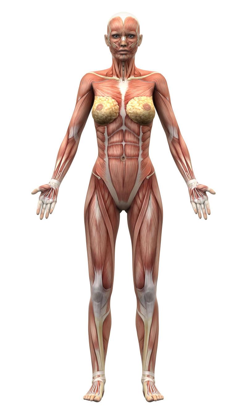 肌肉图片 女性解剖肌素材 高清图片 摄影照片 寻图免费打包下载