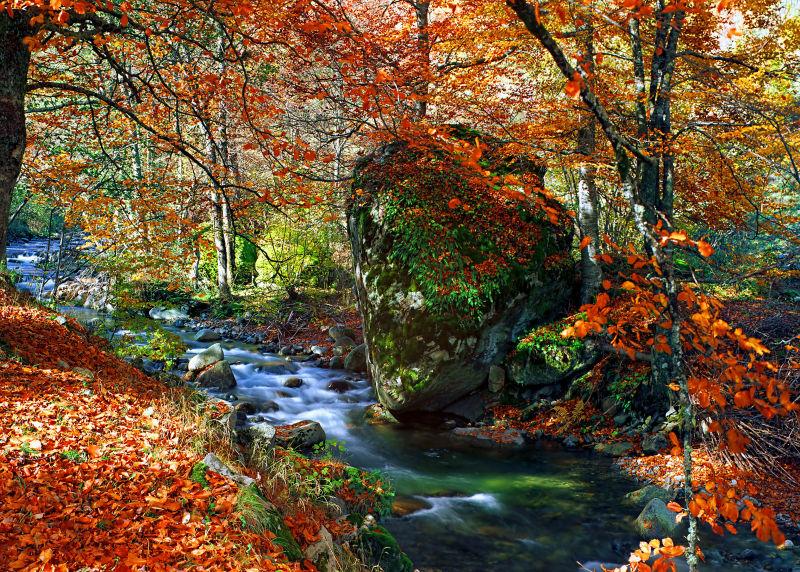 秋季林间美丽的溪水