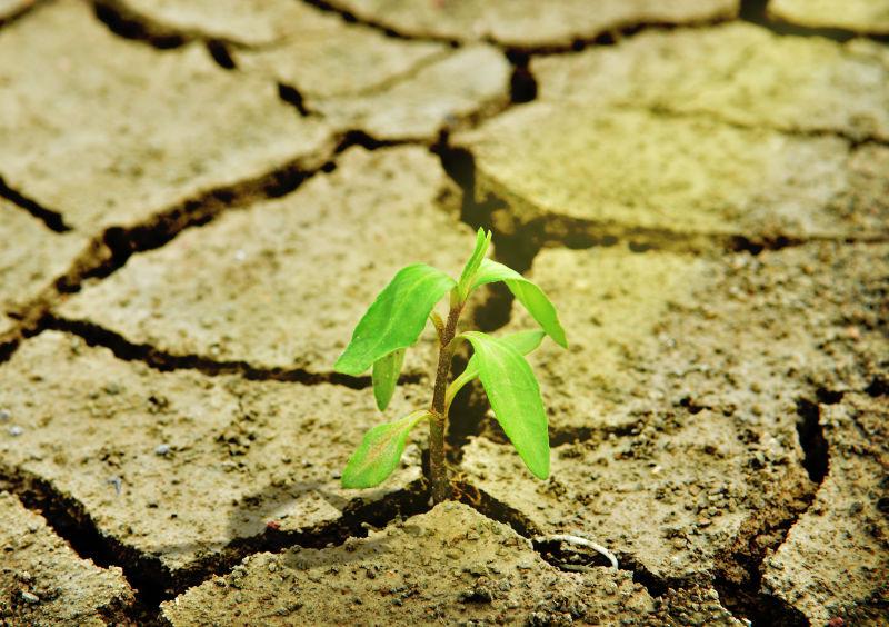 鲜裂绿树在干裂土壤中生长
