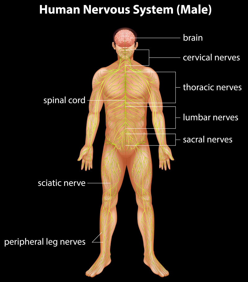 矢量人类神经系统图解插图