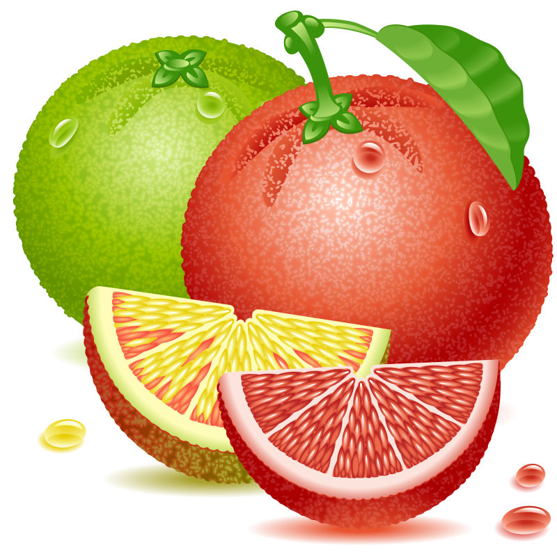 矢量的柑橘插图