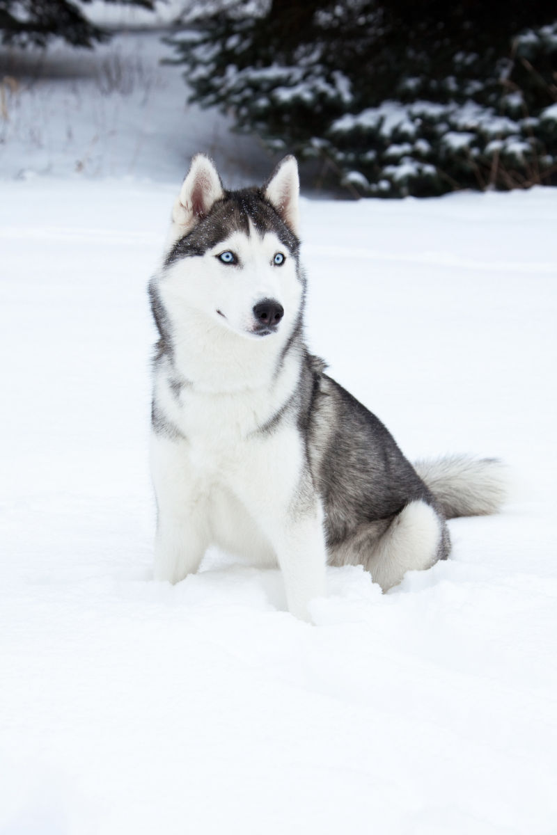 雪地犬品种图片