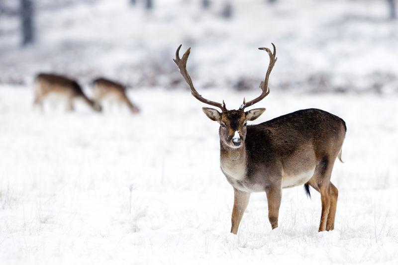 野生动物系列 雪地里的动物图片 高清图片 图片素材 寻图免费打包下载