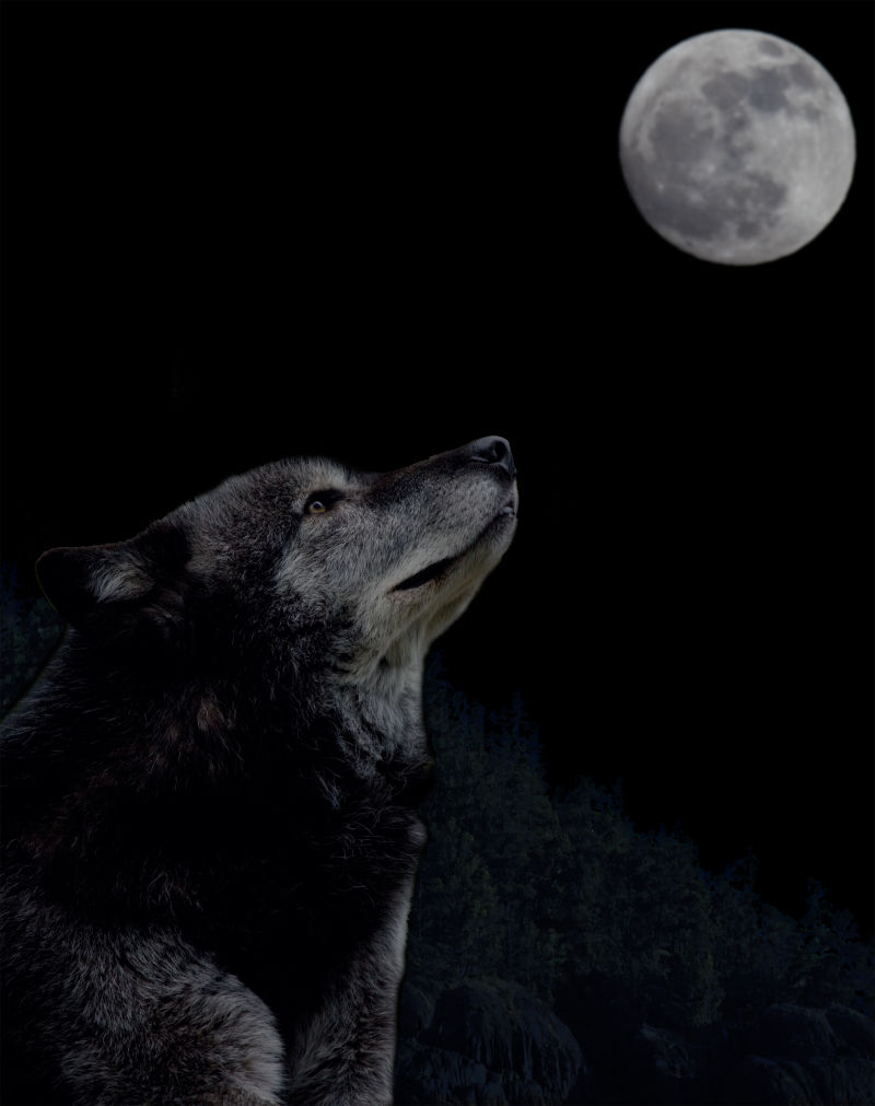 天狼望月图片