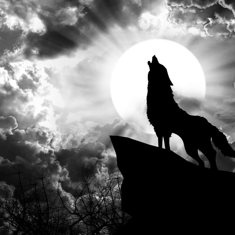 户外野生的狼图片 月圆咆哮的狼素材 高清图片 摄影照片 寻图免费打包下载