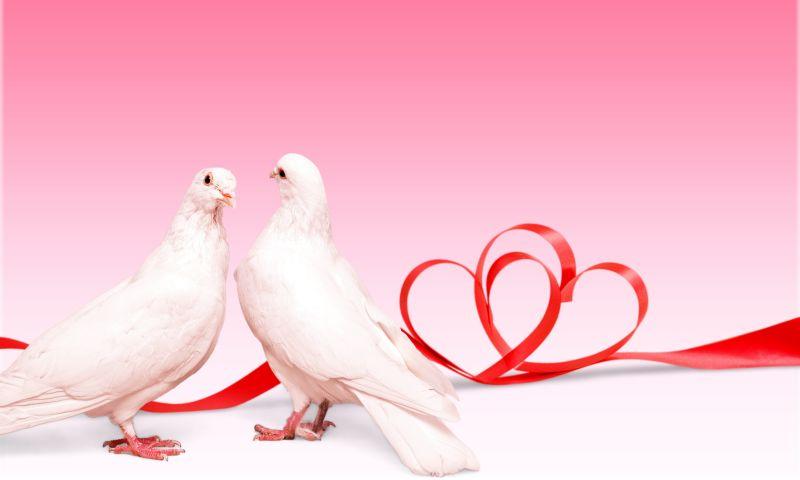 爱心彩带前的鸽子
