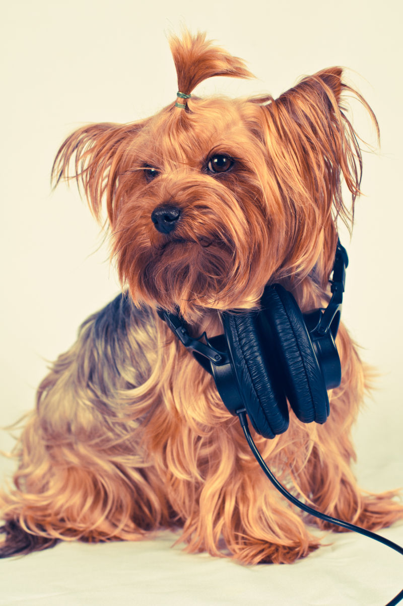 戴耳机的狗狗图片大全图片