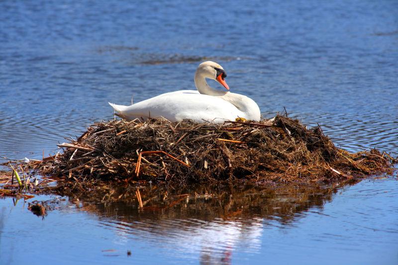 天鹅巢中的天鹅
