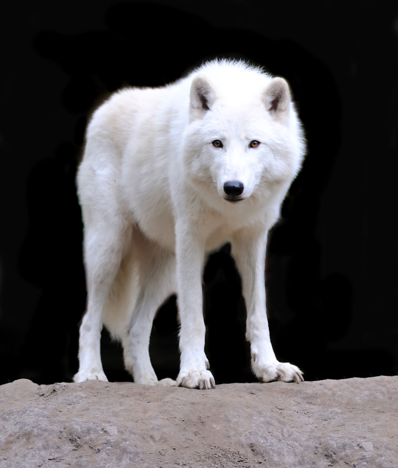 户外野生的狼图片 强壮的白狼素材 高清图片 摄影照片 寻图免费打包下载