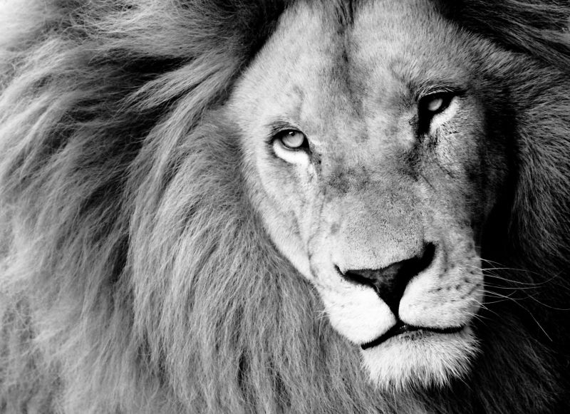 黑白色的狮子头像特写