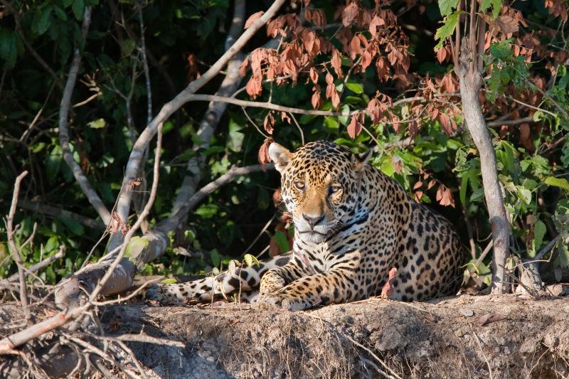一只天然的野生猎豹