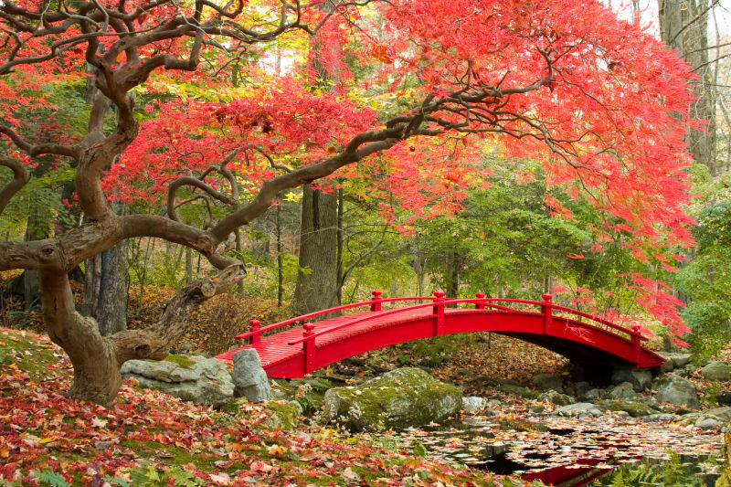 日本樱花盛开的花园