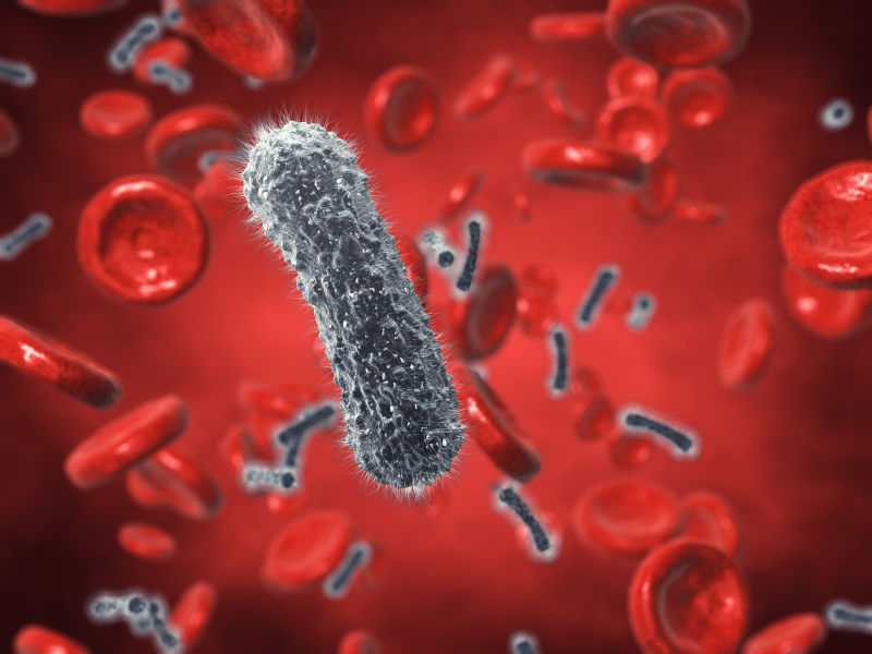 细菌和红血球