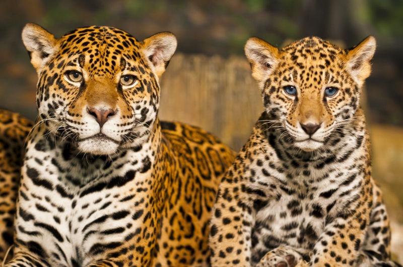 年轻的猎豹和它的母亲