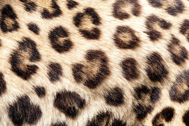 真活豹纹毛皮背景
